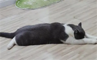 猫咪为什么全身体趴下呢