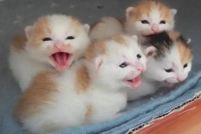 为什么那么多星期猫