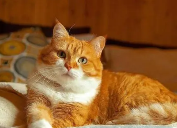橘猫吃什么 橘猫吃什么