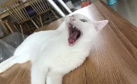 为什么猫咪会抓破头皮