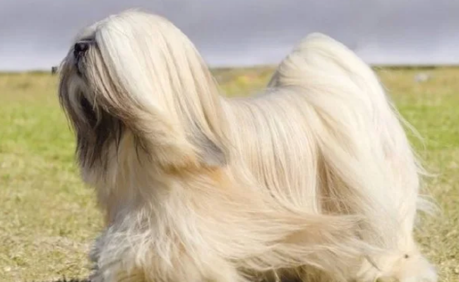 山羊犬图片宠物