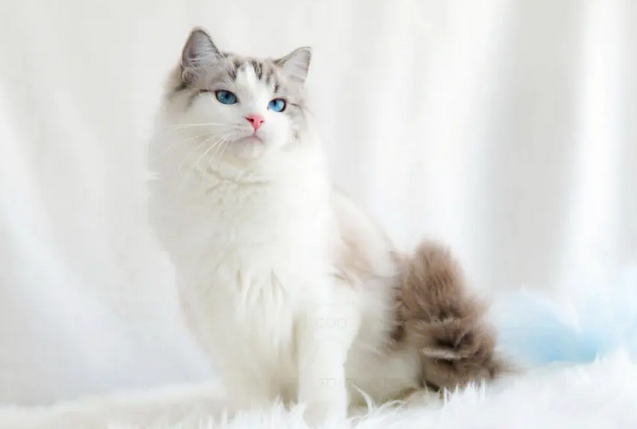布偶山猫纹什么意思
