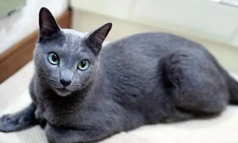 俄罗斯田园猫指甲油安全吗