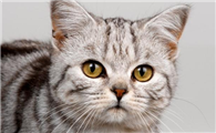 猫咪的耳朵为什么是双层啊