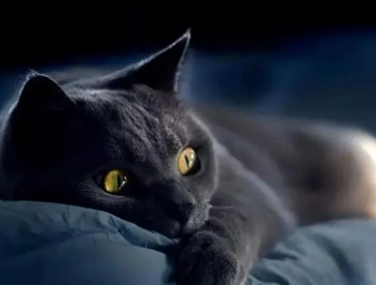 中国玄猫的传说故事