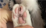 猫咪为什么爪子上有黑点啊