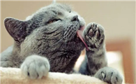 猫咪甩头舔爪子是为什么啊