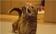 猫咪为什么会发疯乱跑乱叫