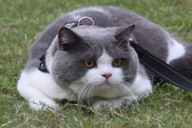 为什么英短三花像田园三花