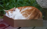猫咪为什么散养呢