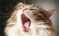 猫咪向主人嘶叫是为什么呢