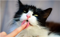 猫咪为什么经常舔你手指呢