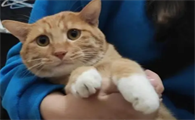 猫咪冬天为什么喜欢咬人呢怎么办