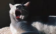猫咪为什么咬尾巴根部
