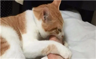 猫咪为什么有时咬我的脚呢