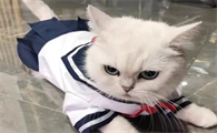 猫咪为什么爱上人身上趴着