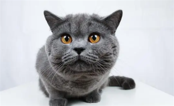 大脸猫有哪些品种？
