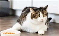猫咪为什么食量变小了呢