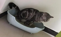 猫咪拉尿坐着拉怎么回事