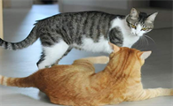 猫咪敢和主人打架的原因是