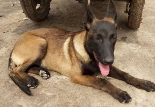 马犬腿突然瘸了怎么回事 马犬腿突然瘸了怎么回事