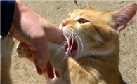 猫咪为什么会下手打人啊
