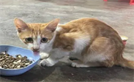 流浪猫喂什么牌子的猫粮好一点