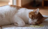 猫咪为什么晚上扑人睡觉呢