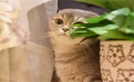 端午矮脚猫是什么意思