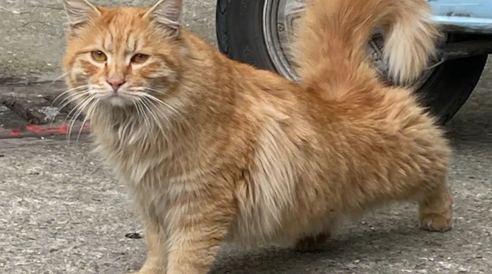 流浪猫半身瘫痪,被数家医院建议安乐,两年后奇迹站起来了…… 流浪猫半身瘫痪,被数家医院建议安乐,两年后奇迹站起来了……