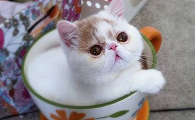 茶杯猫怎么画