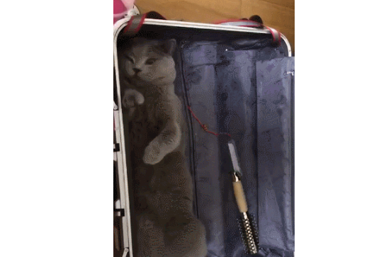 主人收拾行李,猫咪趁机钻进行李箱:我躺进去刚刚好,带上人家吧 主人收拾行李,猫咪趁机钻进行李箱:我躺进去刚刚好,带上人家吧