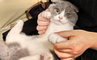 猫咪怎么不让人抱了