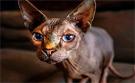 猫咪为什么也要睡觉那么久呢