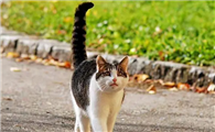 猫咪为什么会尾巴发光发热啊