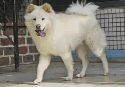 白土松狗长大什么样子