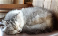 猫咪睡觉尾巴为什么盘着啊