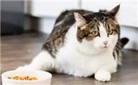 猫咪为什么不爱吃饭啊