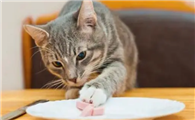 猫咪为什么不能吃咸食啊