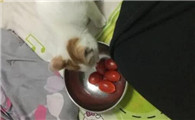 猫为什么要吃小番茄皮呢