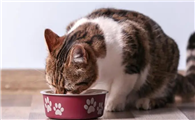 猫咪为什么叫主人吃饭不理呢