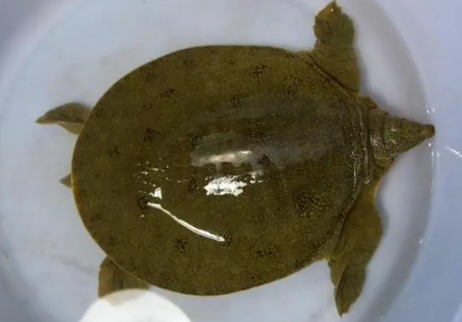 甲鱼乌龟鳖王八的区别