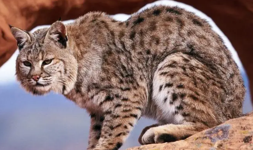 野性山猫套装怎么获得