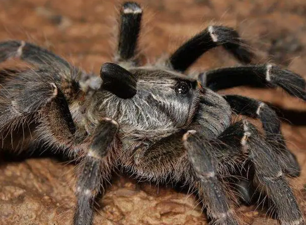 东非斜角巴布蜘蛛怎么养