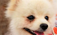 为什么狗狗泪痕臭臭的