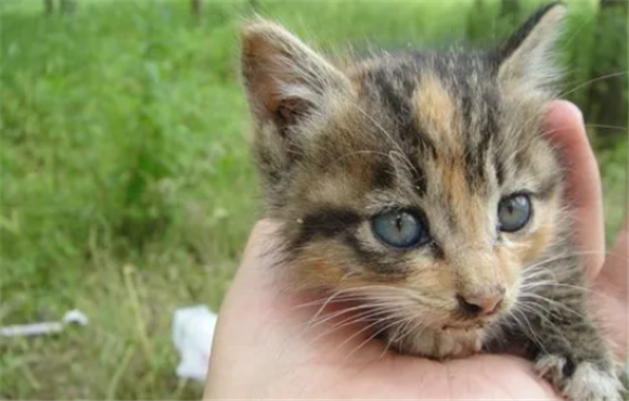 被40天的小奶猫抓伤轻微出血 被40天的小奶猫抓伤轻微出血