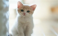 猫咪为什么想睡猫砂里呢