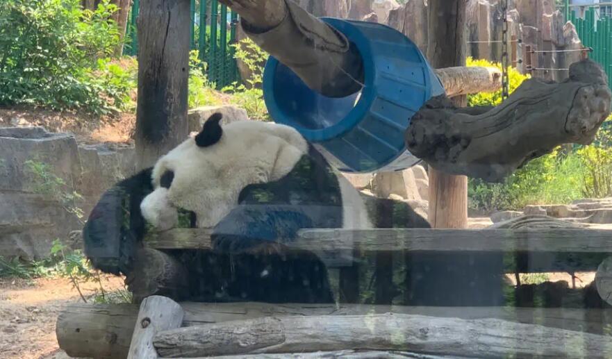 熊猫图片大全可爱图片 熊猫图片大全可爱图片