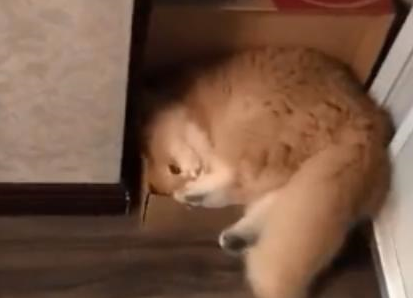 猫咪很爱钻纸箱，但是自己有点肥，怎么都钻不进去 