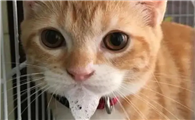 猫咪喝水为什么喜欢吐口水呢